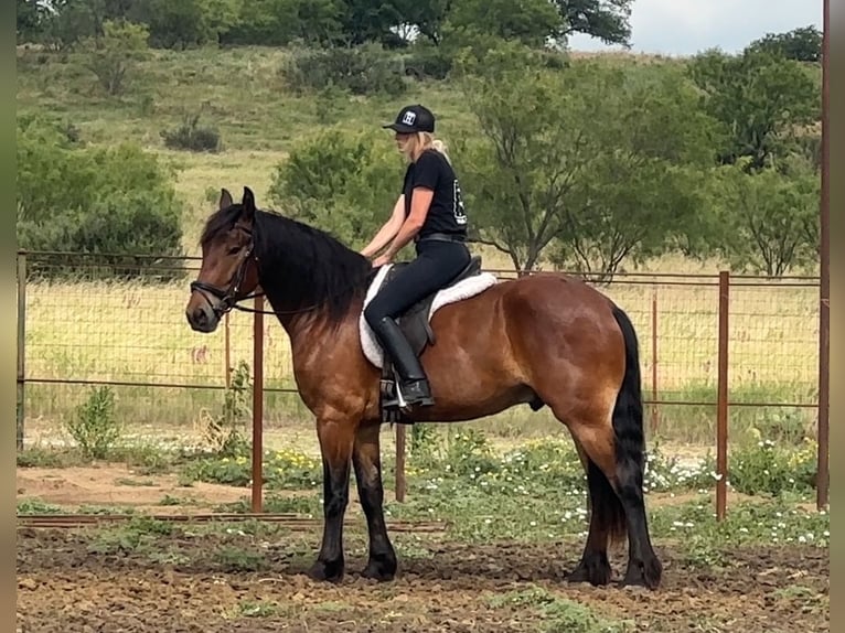 Cheval de trait Croisé Hongre 5 Ans 160 cm Bai cerise in Jacksboro