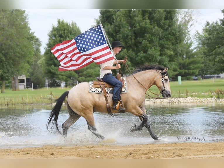 Cheval de trait Croisé Hongre 5 Ans 160 cm Buckskin in Oelwein, IA