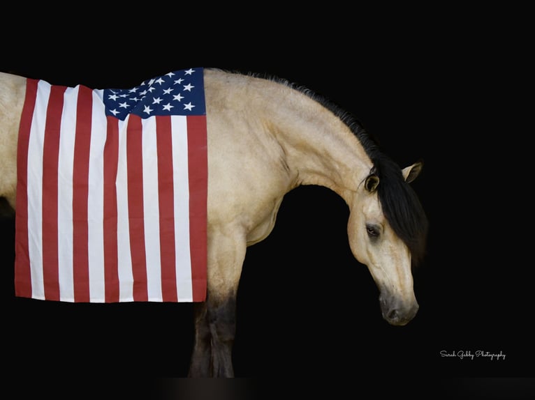 Cheval de trait Croisé Hongre 5 Ans 160 cm Buckskin in Oelwein, IA