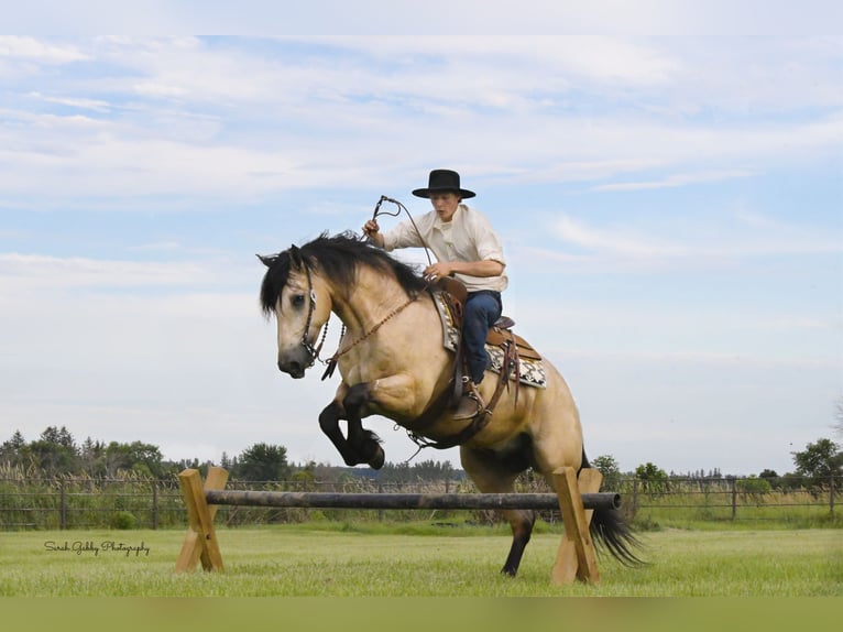 Cheval de trait Croisé Hongre 5 Ans 160 cm Buckskin in Oelwein, IA