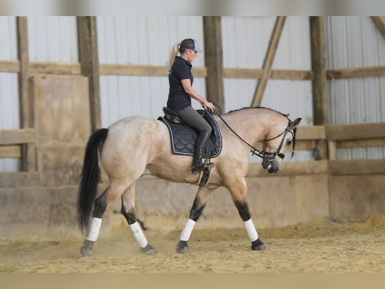 Cheval de trait Croisé Hongre 5 Ans 160 cm Buckskin in Oelwein, IA