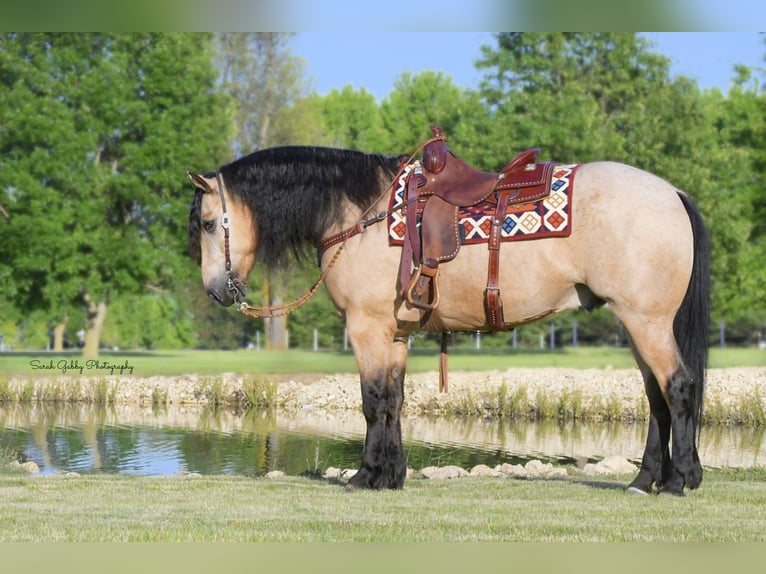 Cheval de trait Croisé Hongre 5 Ans 160 cm Buckskin in Oelwein, IA