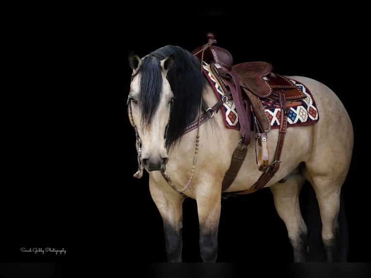 Cheval de trait Croisé Hongre 5 Ans 160 cm Buckskin in Oelwein, IA