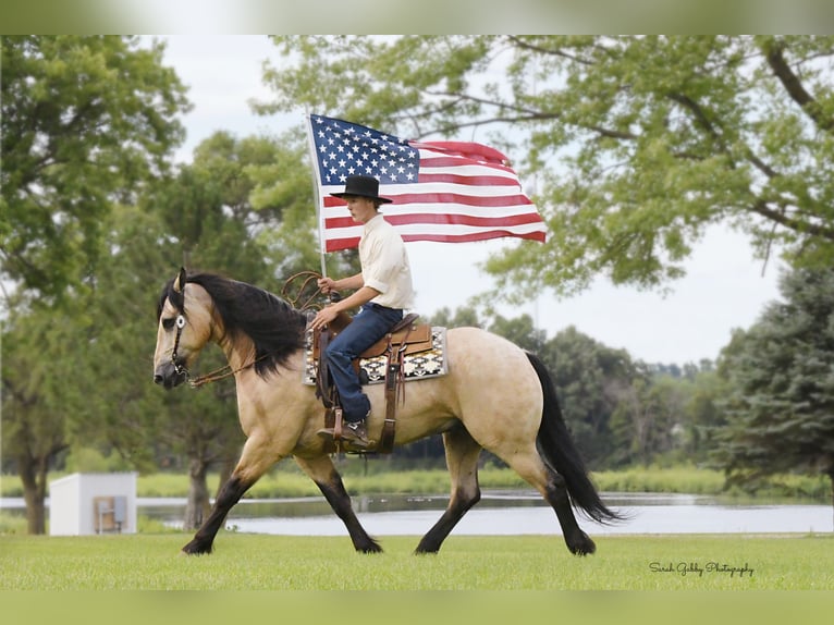 Cheval de trait Croisé Hongre 5 Ans 160 cm Buckskin in Oelwein, IA