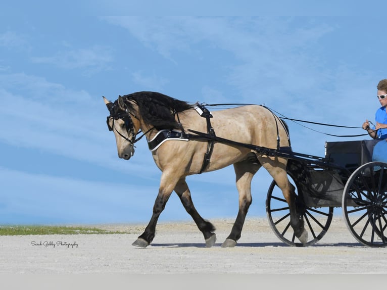 Cheval de trait Croisé Hongre 5 Ans 160 cm Buckskin in Oelwein, IA