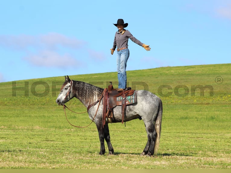 Cheval de trait Croisé Hongre 5 Ans 160 cm Gris pommelé in Clarion, PA