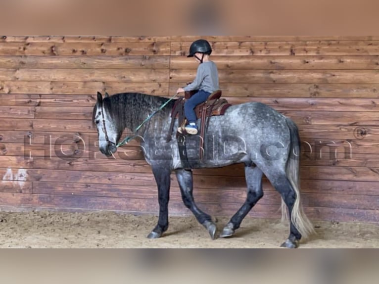 Cheval de trait Croisé Hongre 5 Ans 160 cm Gris pommelé in Clarion, PA