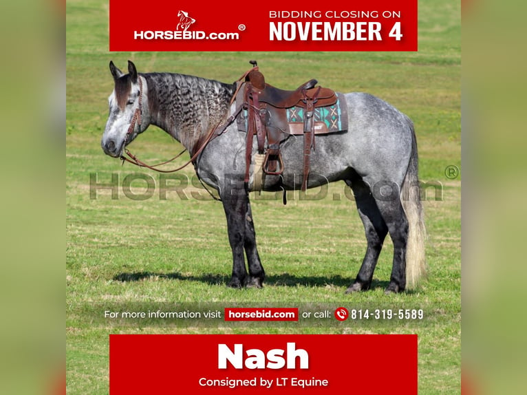 Cheval de trait Croisé Hongre 5 Ans 160 cm Gris pommelé in Clarion, PA