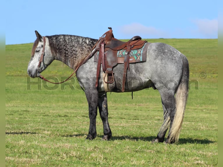 Cheval de trait Croisé Hongre 5 Ans 160 cm Gris pommelé in Clarion, PA