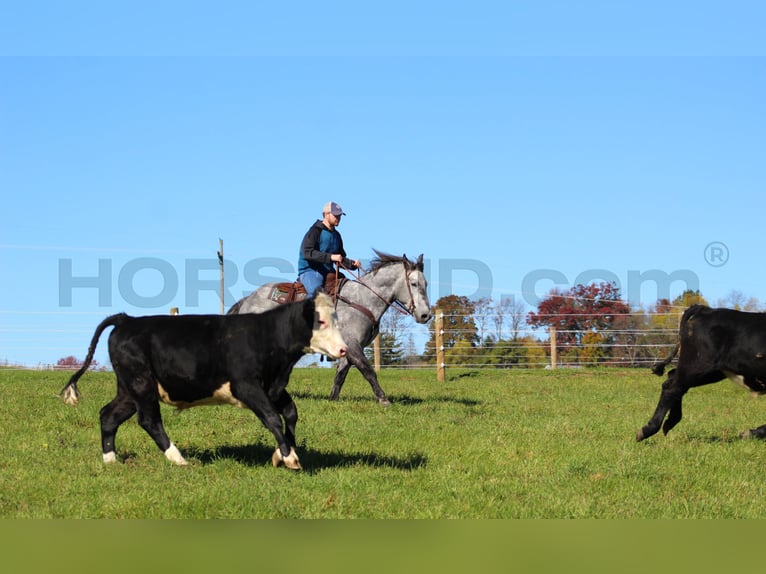 Cheval de trait Croisé Hongre 5 Ans 160 cm Gris pommelé in Clarion, PA