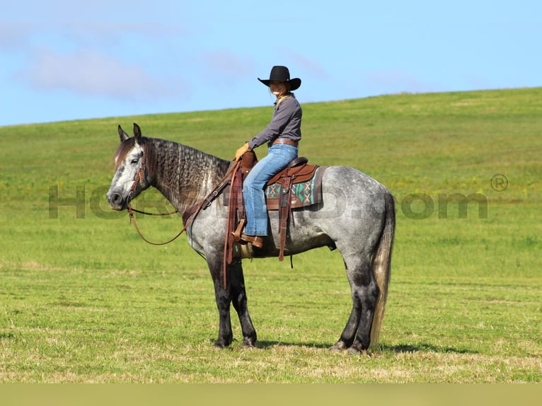 Cheval de trait Croisé Hongre 5 Ans 160 cm Gris pommelé in Clarion, PA