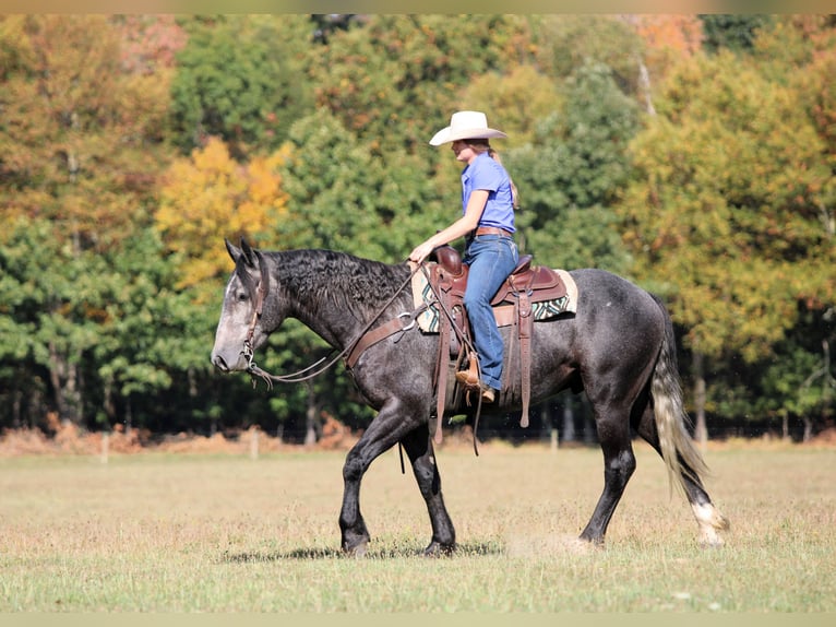 Cheval de trait Croisé Hongre 5 Ans 160 cm Gris in Clarion