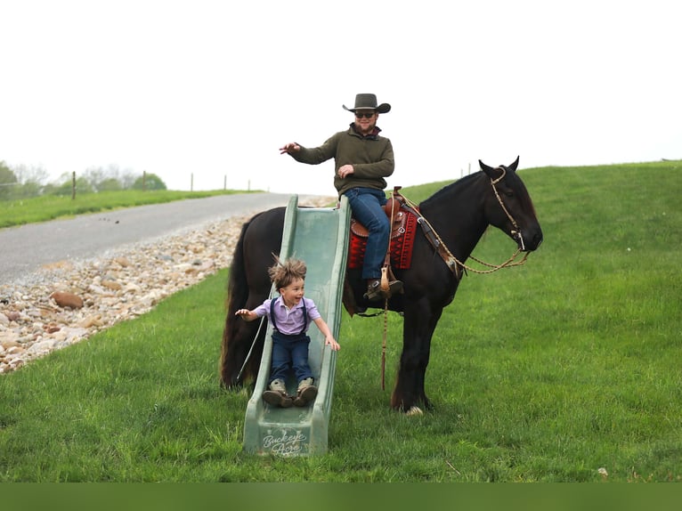 Cheval de trait Croisé Hongre 5 Ans 160 cm Noir in Millersburg
