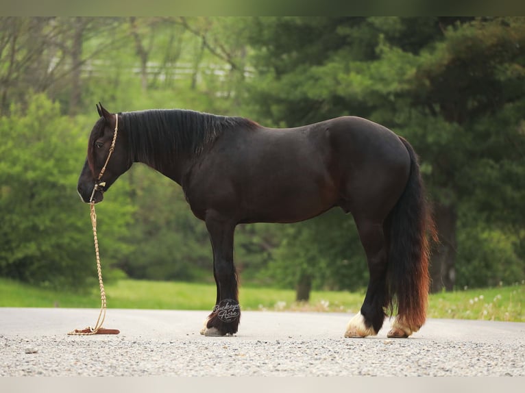Cheval de trait Croisé Hongre 5 Ans 160 cm Noir in Millersburg