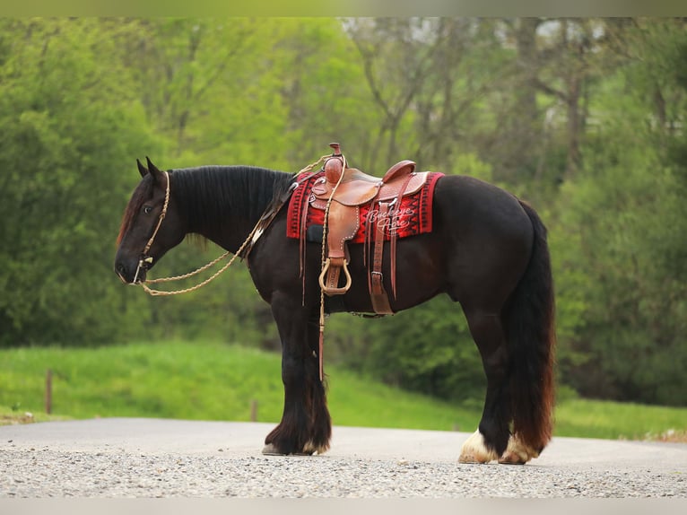 Cheval de trait Croisé Hongre 5 Ans 160 cm Noir in Millersburg