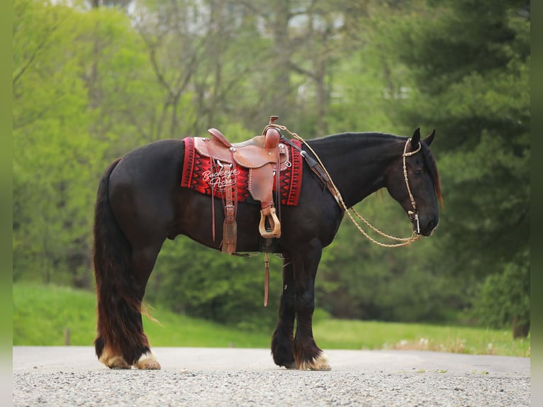 Cheval de trait Croisé Hongre 5 Ans 160 cm Noir in Millersburg