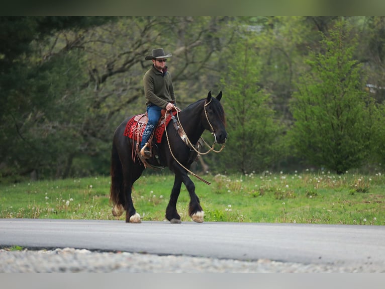Cheval de trait Croisé Hongre 5 Ans 160 cm Noir in Millersburg