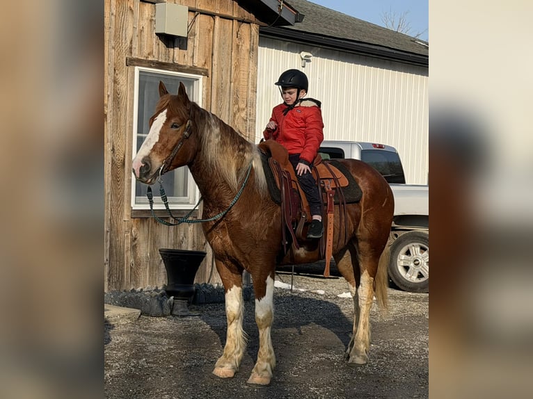 Cheval de trait Croisé Hongre 5 Ans 160 cm Pinto in Allentown