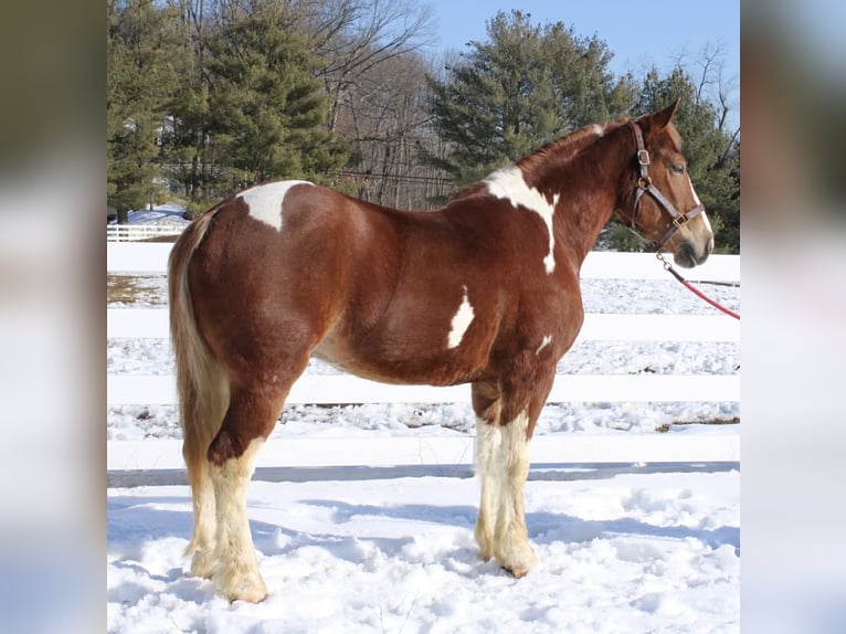 Cheval de trait Croisé Hongre 5 Ans 160 cm Pinto in Allentown
