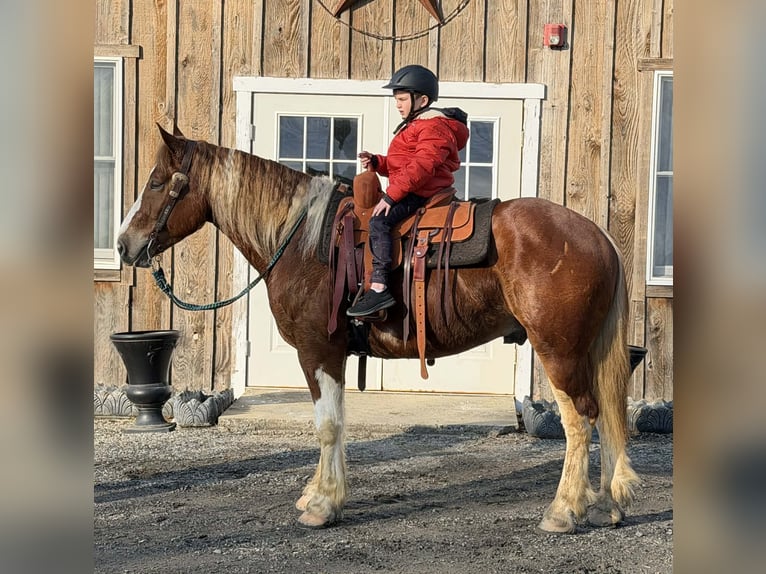 Cheval de trait Croisé Hongre 5 Ans 160 cm Pinto in Allentown