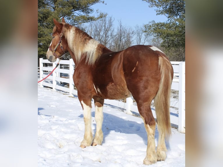 Cheval de trait Croisé Hongre 5 Ans 160 cm Pinto in Allentown