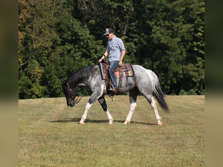 Cheval de trait Hongre 5 Ans 160 cm Rouan Bleu in Mount Vernon