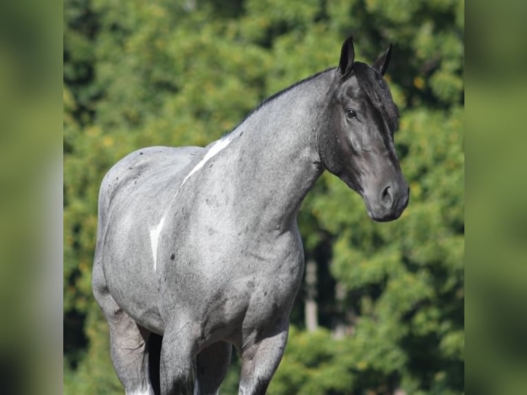 Cheval de trait Hongre 5 Ans 160 cm Rouan Bleu in Mount Vernon