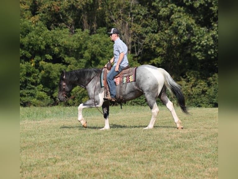 Cheval de trait Hongre 5 Ans 160 cm Rouan Bleu in Mount Vernon