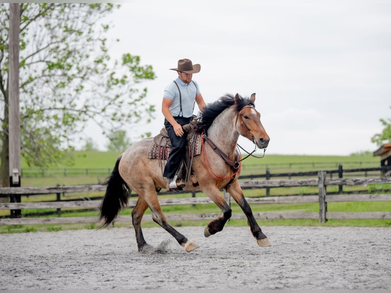 Cheval de trait Croisé Hongre 5 Ans 160 cm Rouan Rouge in Honey Brook