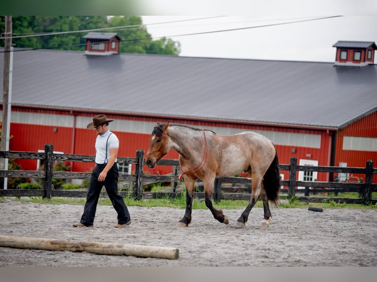 Cheval de trait Croisé Hongre 5 Ans 160 cm Rouan Rouge in Honey Brook