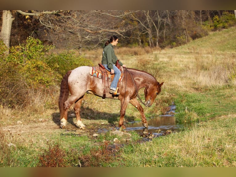 Cheval de trait Croisé Hongre 5 Ans 160 cm Rouan Rouge in Peosta, IA