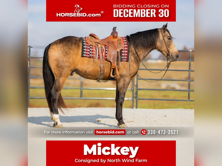 Cheval de trait Croisé Hongre 5 Ans 163 cm Buckskin in Fredericksburg, OH