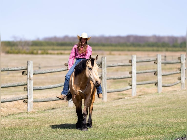Cheval de trait Croisé Hongre 5 Ans 163 cm Buckskin in Nevis