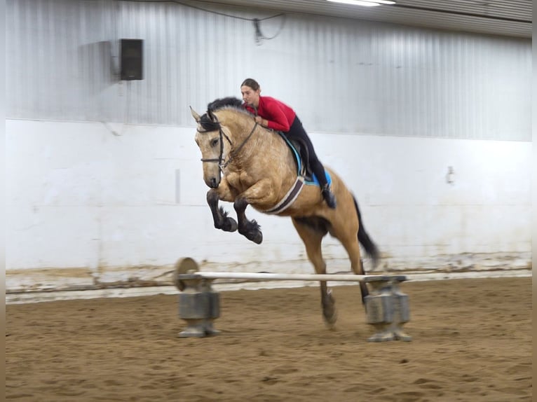 Cheval de trait Croisé Hongre 5 Ans 163 cm Buckskin in Nevis