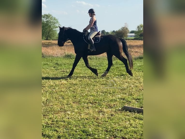 Cheval de trait Hongre 5 Ans 163 cm Noir in Gettysburg, PA