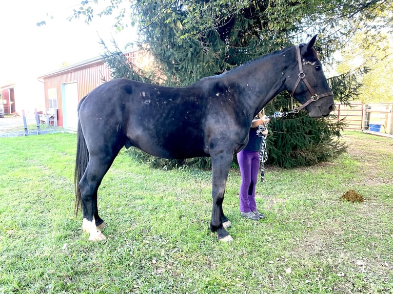 Cheval de trait Hongre 5 Ans 163 cm Noir in Gettysburg, PA