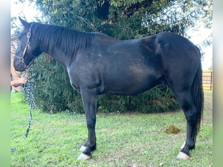 Cheval de trait Hongre 5 Ans 163 cm Noir in Gettysburg, PA