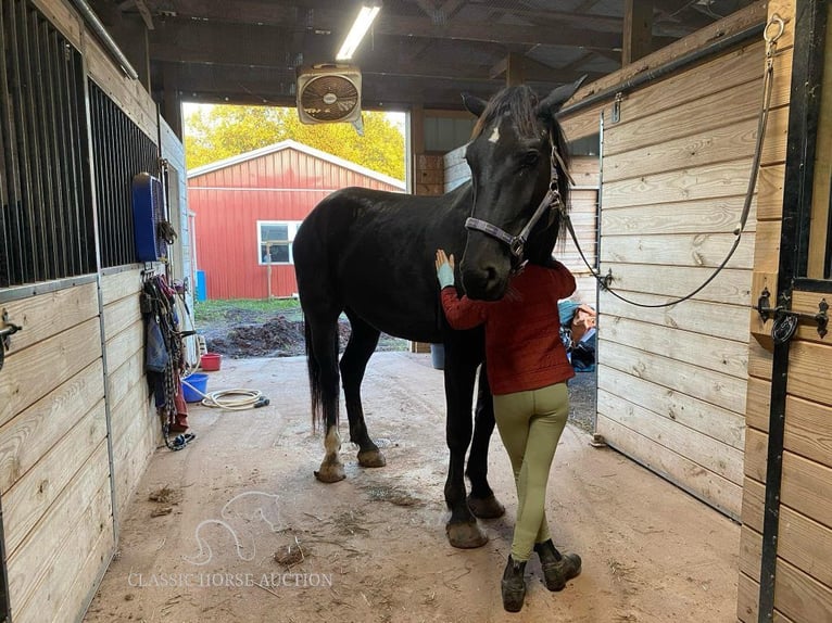 Cheval de trait Hongre 5 Ans 163 cm Noir in Gettysburg, PA