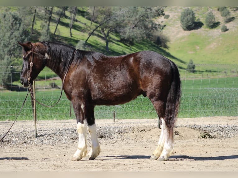 Cheval de trait Hongre 5 Ans 163 cm Noir in Tres Pinos