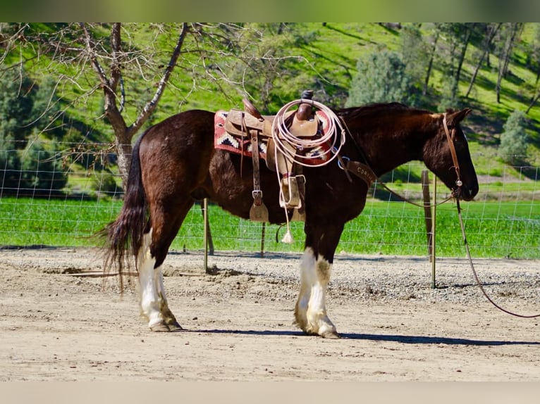 Cheval de trait Hongre 5 Ans 163 cm Noir in Tres Pinos