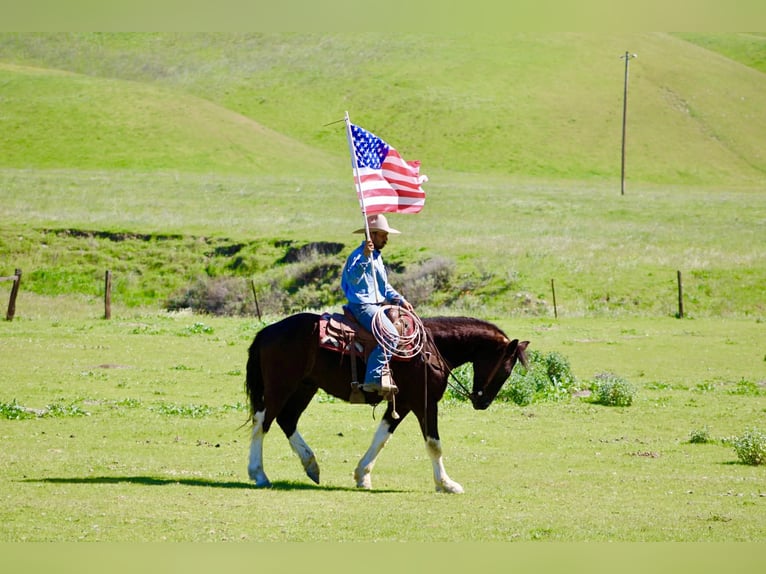 Cheval de trait Hongre 5 Ans 163 cm Noir in Tres Pinos