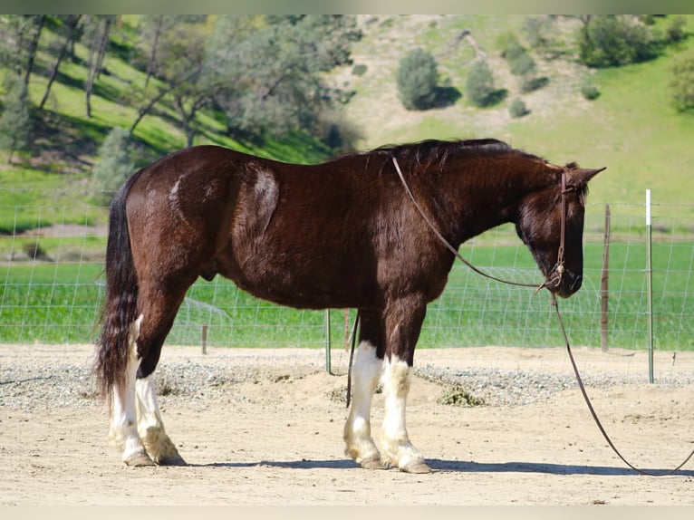 Cheval de trait Hongre 5 Ans 163 cm Noir in Tres Pinos