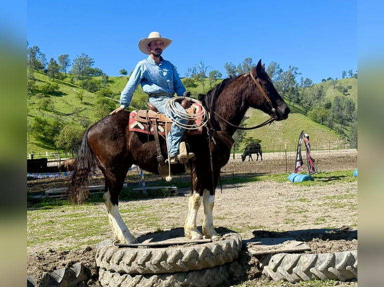 Cheval de trait Hongre 5 Ans 163 cm Noir in Tres Pinos
