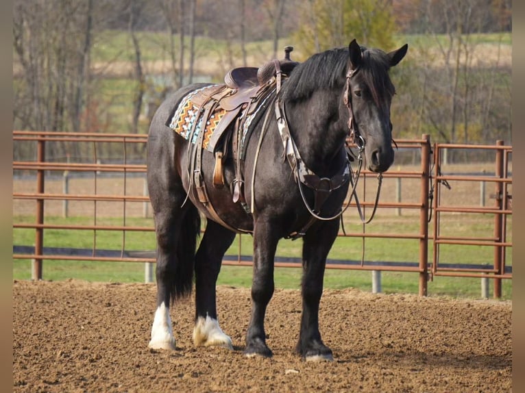 Cheval de trait Croisé Hongre 5 Ans 163 cm Noir in Fresno