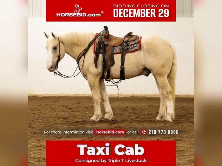 Cheval de trait Croisé Hongre 5 Ans 163 cm Palomino in Nevis