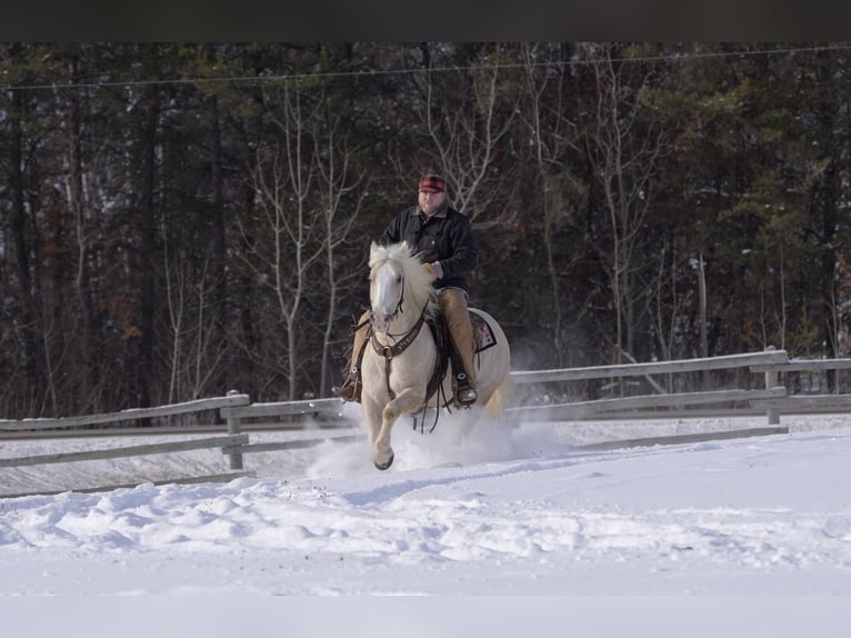 Cheval de trait Croisé Hongre 5 Ans 163 cm Palomino in Nevis