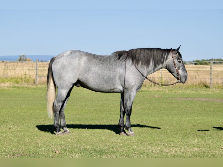 Cheval de trait Croisé Hongre 5 Ans 163 cm Rouan Bleu in Saint Anthony