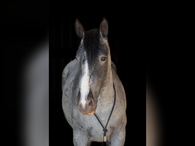 Cheval de trait Hongre 5 Ans 163 cm Rouan Bleu in THurmont MD