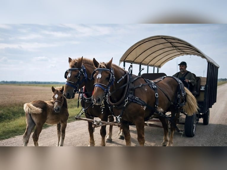 Cheval de trait Hongre 5 Ans 165 cm Alezan brûlé in Land O Lakes