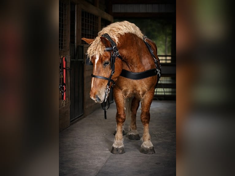Cheval de trait Hongre 5 Ans 165 cm Alezan brûlé in Land O Lakes